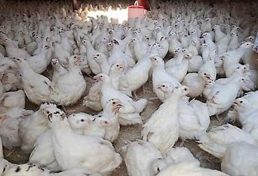 qus qefes: Yumurta 0.20 azn. Çatdırılma var — 1