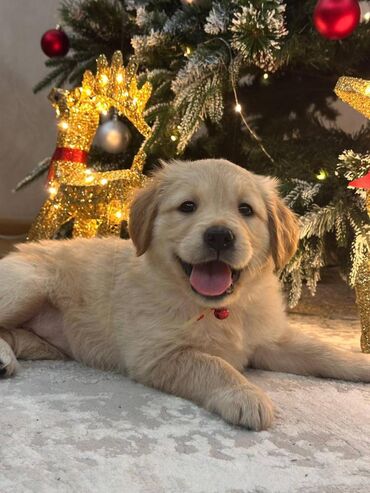 İtlər: Retriever, 2 ay, Dişi, Sənədli, Ödənişli çatdırılma, Ünvandan götürmə — 1