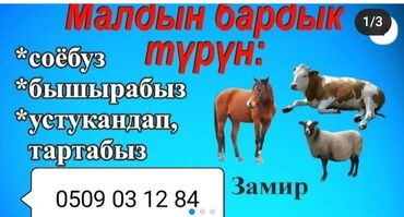сокулук кой: Тойлорго кызмат кылабыз. Малдын баардык түрүн сойуп, бышырып, тартып