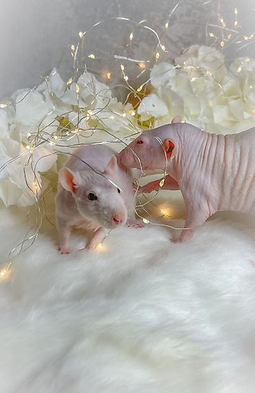 Крысы: Милота крысы Дамбо .Питомник Rat hause Love . ручные ласковые. лысые и — 8