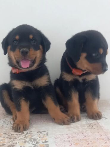 it doberman: Rotveyler, 2 ay, Erkek, Peyvəndli, Ünvandan götürmə