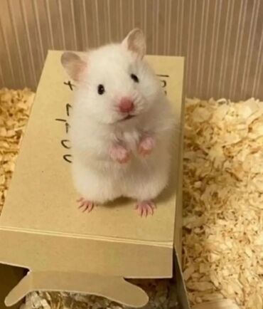 клетка для крысы: ПРОДАЮ СИРИЙСКИХ ХОМЯЧКОВ,А ТАК ЖЕ КЛЕТКИ,КОРМ,ОПИЛКИ,ПРОГУЛОЧНЫЕ