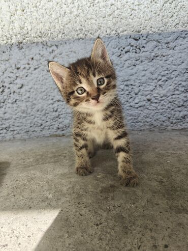 дом для кош: Девочка