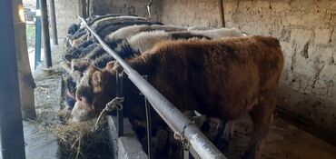 домик для животных: Сатам | Бука (эркек) | Бордоп семиртүү үчүн, Көбөйтүү үчүн