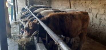 срочно продаю в связи с переездом: Продаю | Бык (самец)