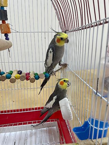 Quşlar: Korella tutuquşuları. Cüt (erkək dişi). Qəfəslə birlikdə veriləcək — 2