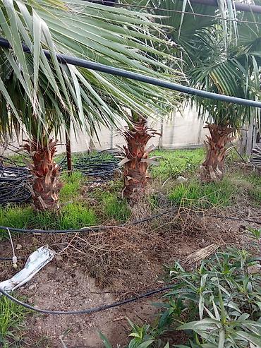 dekorativ bitkiler adlari: Dekorativ bağ bitkiləri – müxtəlif növlər - Fotiniya (Photinia) — 10