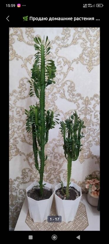 Другие комнатные растения: Продаю цветок офисный 70см высота — 24