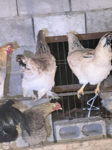 Куры, петухи: Продаю | Куры | Домашняя | Несушки — 5