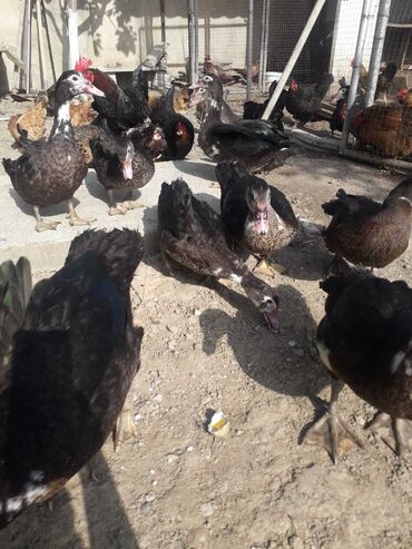 Ördəklər: Dişi, | Lal ördək, Ətlik, Ünvandan götürmə lalafo.az -da Ördəklər: Dişi, | Lal ördək, Ətlik, Ünvandan götürmə
