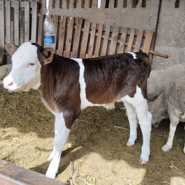животные коровы: Продаю бычка недельный породы голыштин аппетит хороший очень шустрый