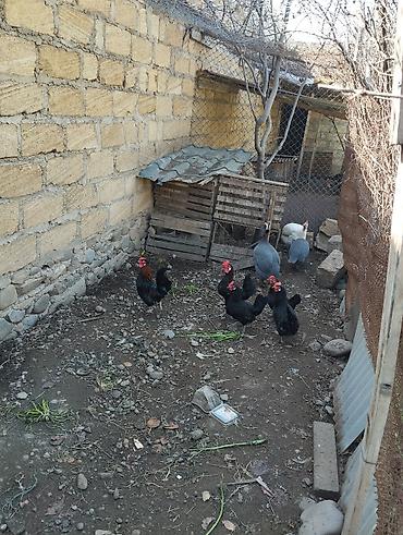 hind toyuğu: Toyuq, Damazlıq — 1