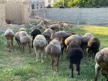 овца матка: Сатам | Козу, Кочкор (эркек)