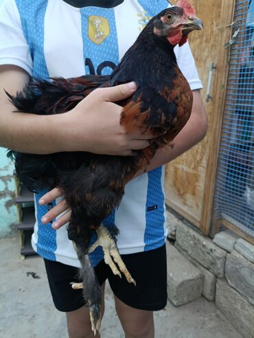 Cavan xoruz, banlayır ayağı tüklü öz həyətimin heyvanidir, toyuq