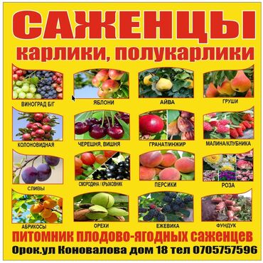 деревянные скамейки: Саженцы : Клубника, Малина, Ежевика, Самовывоз