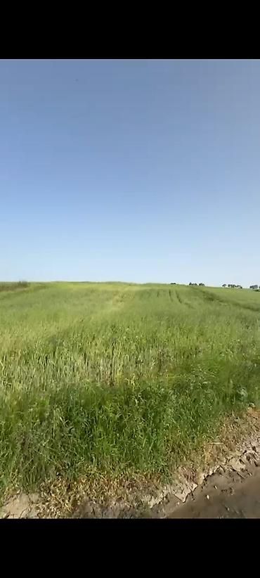 konteyner satışları: 132 sot, Kənd təsərrüfatı, Kupça (Çıxarış) — 7