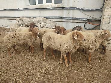 Qoyunlar, qoçlar: Dişi, il: 1, Damazlıq — 7