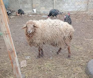 dagistan coban iti: Satlir qoc - Növ: Qoyun (quzu/qoyun cinsi – yerli, uzun yunlu) - — 1