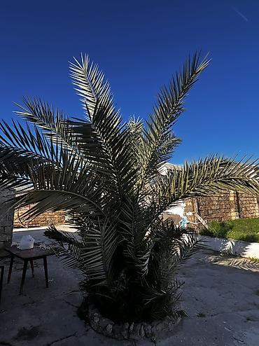 banan agaci: Xurma (xurma xurması) palmı – həyət və bağ sahələri üçün dekorativ iri — 8