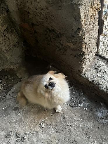 İtlər: Pekines — 3
