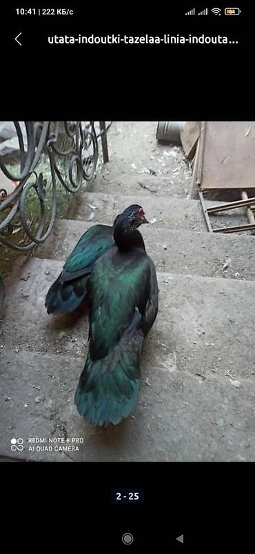 Другие с/х животные: Мускусные утки (индоутки),Тяжёлая Линия. Окрасы Лаванда, Голубой — 2