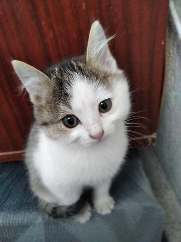 котята джалал абад: Отдадим котят в добрые любящие руки. Котята домашние, небольшого — 1