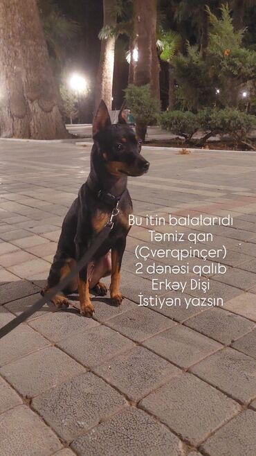 İtlər: Miniatür pinçer, 1 ay — 1