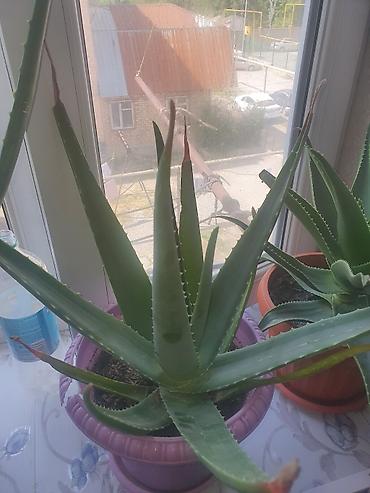 Комнатные растения: Алоэ (Aloe vera/древовидное) в горшках - Крупные и средние экземпляры — 4