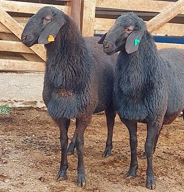 Баран, овца: Продаю | Ягненок, Баран (самец) | Для разведения | Племенные, Осеменитель — 12