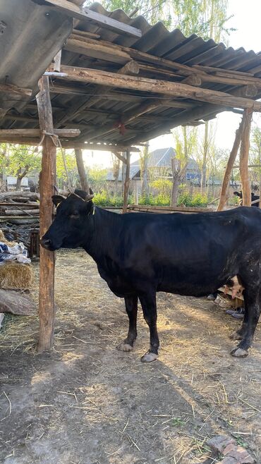Коровы, быки: Продаю | Корова (самка) | Швицкая | Для разведения, Для молока