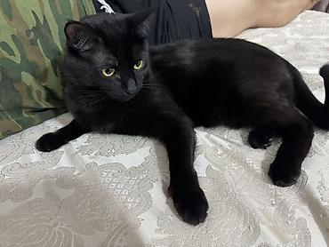 Отдам даром кошку: 3 года, Мальчик, Кастрирована, Метис, Приучена к лотку — 1