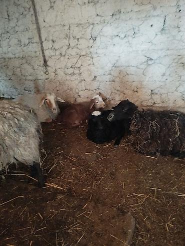 Баран, овца: Продаю | Овца (самка) | Полукровка | Для разведения | Матка — 7