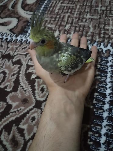 kakadu quşu: Nymph (kakadu) – ələbələşmiş, evdə saxlanılan gözəl tüklü tutuquşu — 3