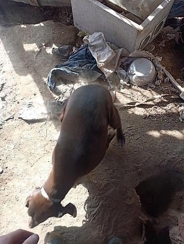 Отдам даром собаку: Собака даром: Курцхаар, 10 месяцев, Самка, С прививкой — 4