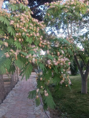 Toxumlar: Abadliq isleri qazon torf agaclar gul cicey bağlarda umumi abadliq — 5