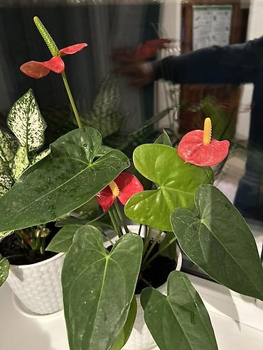 Комнатные растения в кашпо: 1) Антуриум (Anthurium andreanum) -