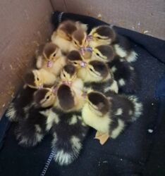 Ördəklər: Ördəklər — 5