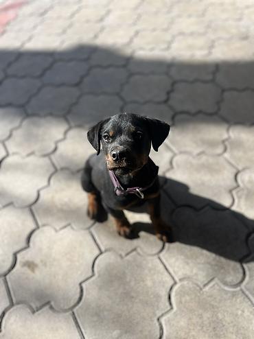 Продажа собак: ДРЕССИРОВКА СОБАК | ПЕРЕДЕРЖКА Хотите послушного, спокойного и — 11