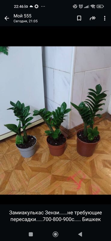 Другие комнатные растения: Замиакулькас Зензи. 700-800-900с. не требуется