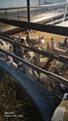 показы 1 354 72 договорная кошка даром британская короткошёрстная 1 год мальчик метис 2 позвонить написать: Продаю 5-6 месячныемускусные утки ( индоутки). в количестве 25