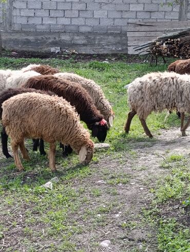 Бараны, овцы: Ургаачы эркек козулар сатылат 16 баш
