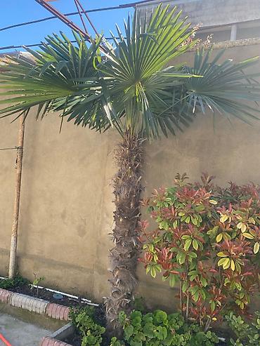 palm angels: Dekorativ Palma Ağacı – fan formalı yarpaqlı. Qiymet: Razılaşma yolu — 1