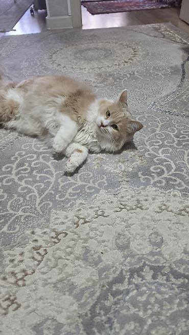 лысый кот сфинкс: Кошка даром: Беспородная, 2 года, Девочка — 3