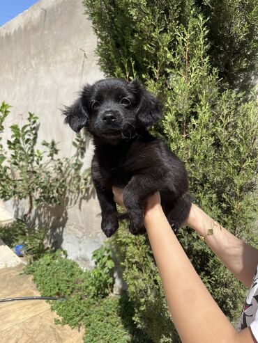 doberman itleri: Malta bolonka, 3 ay, Dişi, Ünvandan götürmə