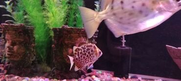 Akvariumlar: Salam zavod akvarium olcusu 1.20_60_45 yanlari aval 2 dene filteri — 9