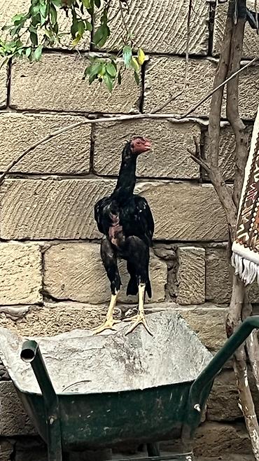 Salam Buna nə ehtiyac var tərifləməyə başı çıxan bilir mayda cxıb 5