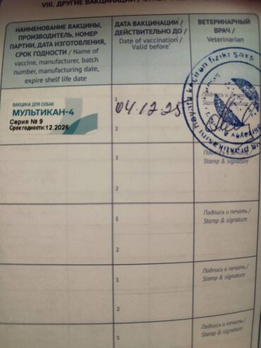 İtlər: - MALAMUT balasi: uzun tük, güclü quruluş, qəhvəyi,qara,boz rəngdə — 9