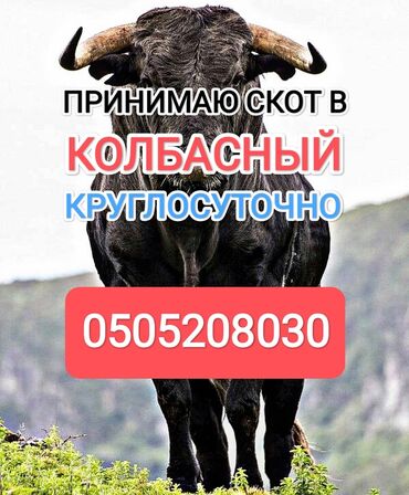 продаю индюки: Куплю | Коровы, быки, Лошади, кони | Любое состояние, Забитый, Самовывоз