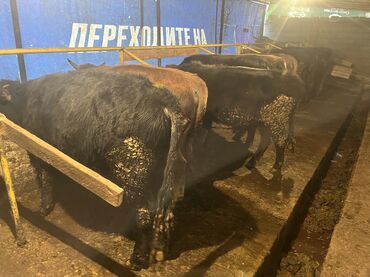 Коровы, быки: Продаю | Бык (самец) | На откорм — 8