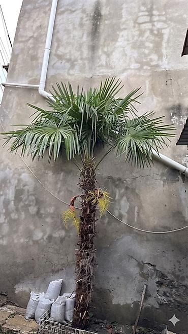 uzun radiator: Trachycarpus fortunei (küləkəksən/xurma palmiyası) - Növ: Fanlı — 1
